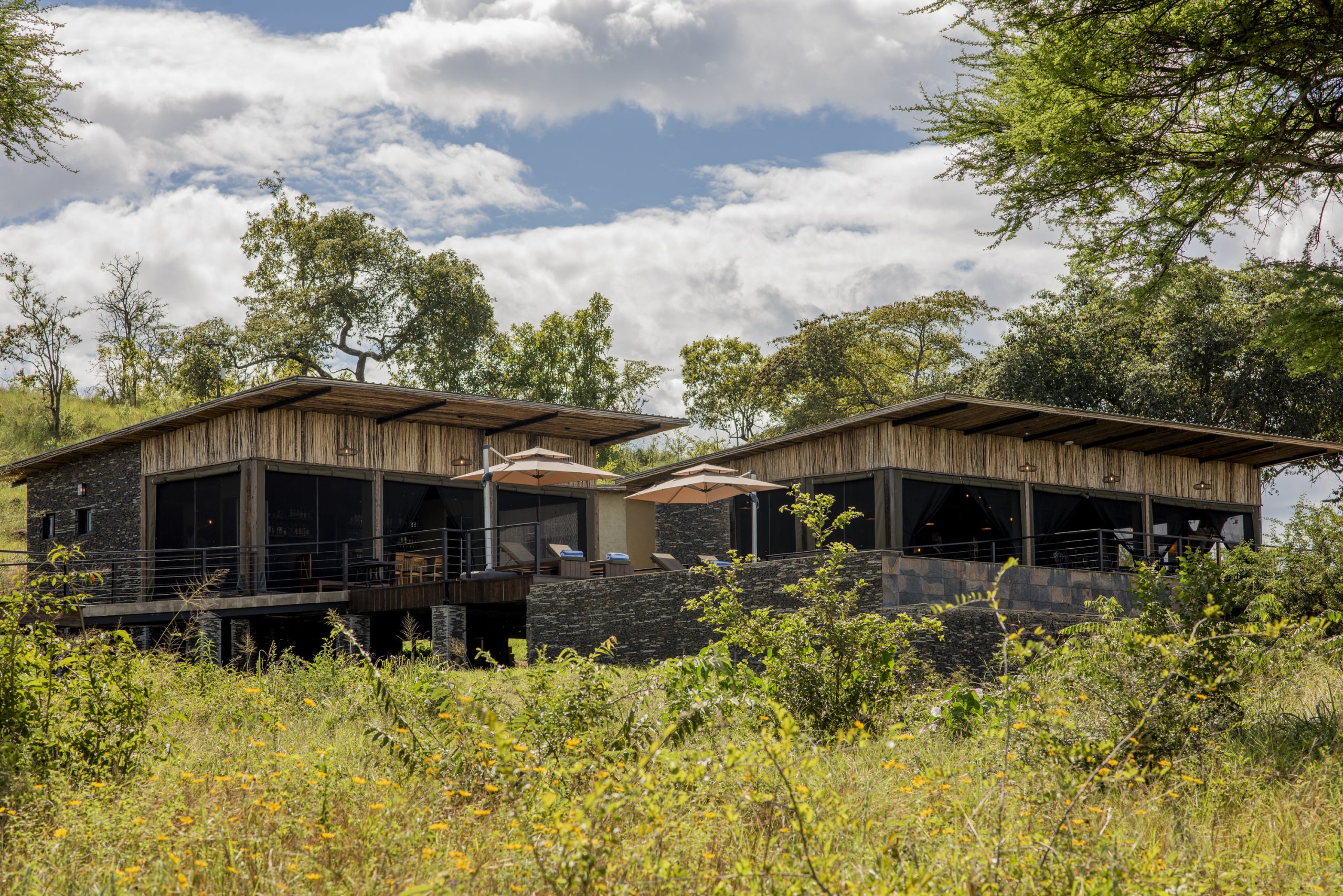 Elephants among baobab trees in Tarangire