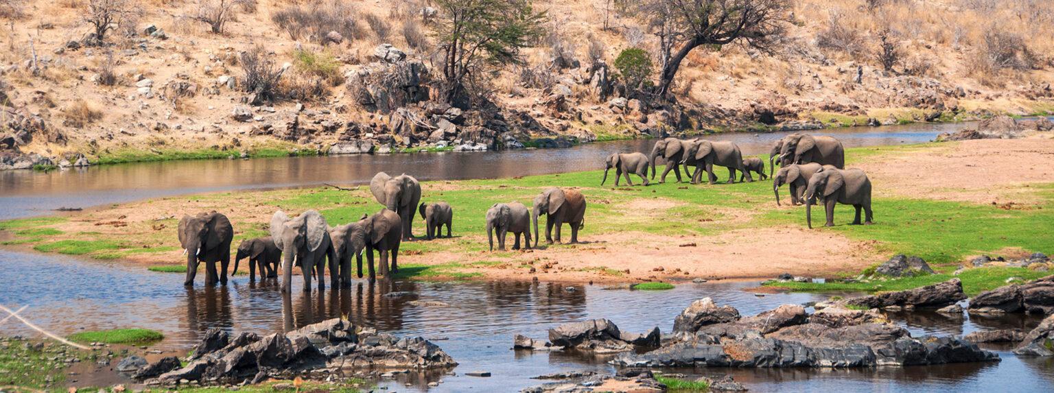 Elephant herd in Ruaha National Park