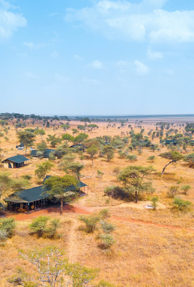 Wildebeest and zebra on the Serengeti plains