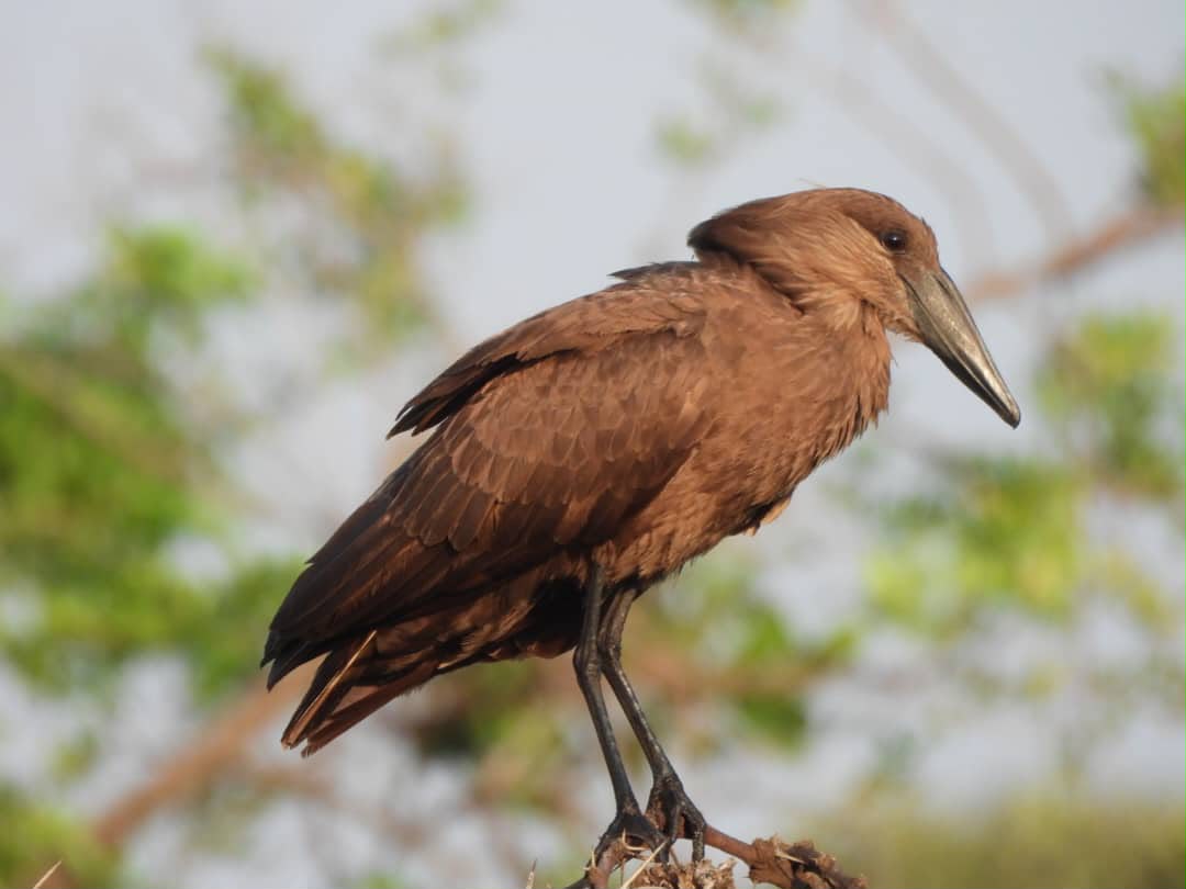 Hamerkop standing among green foliage