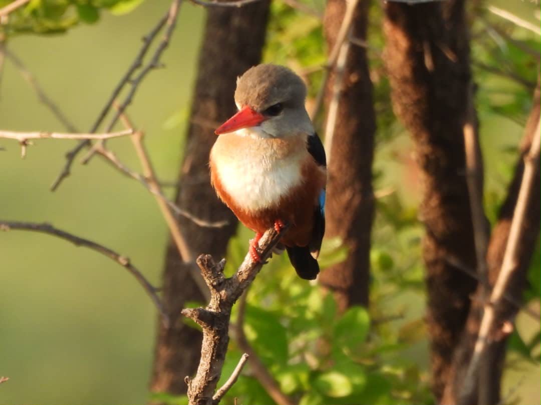 Small kingfisher with a red bill perched on a thorn branch