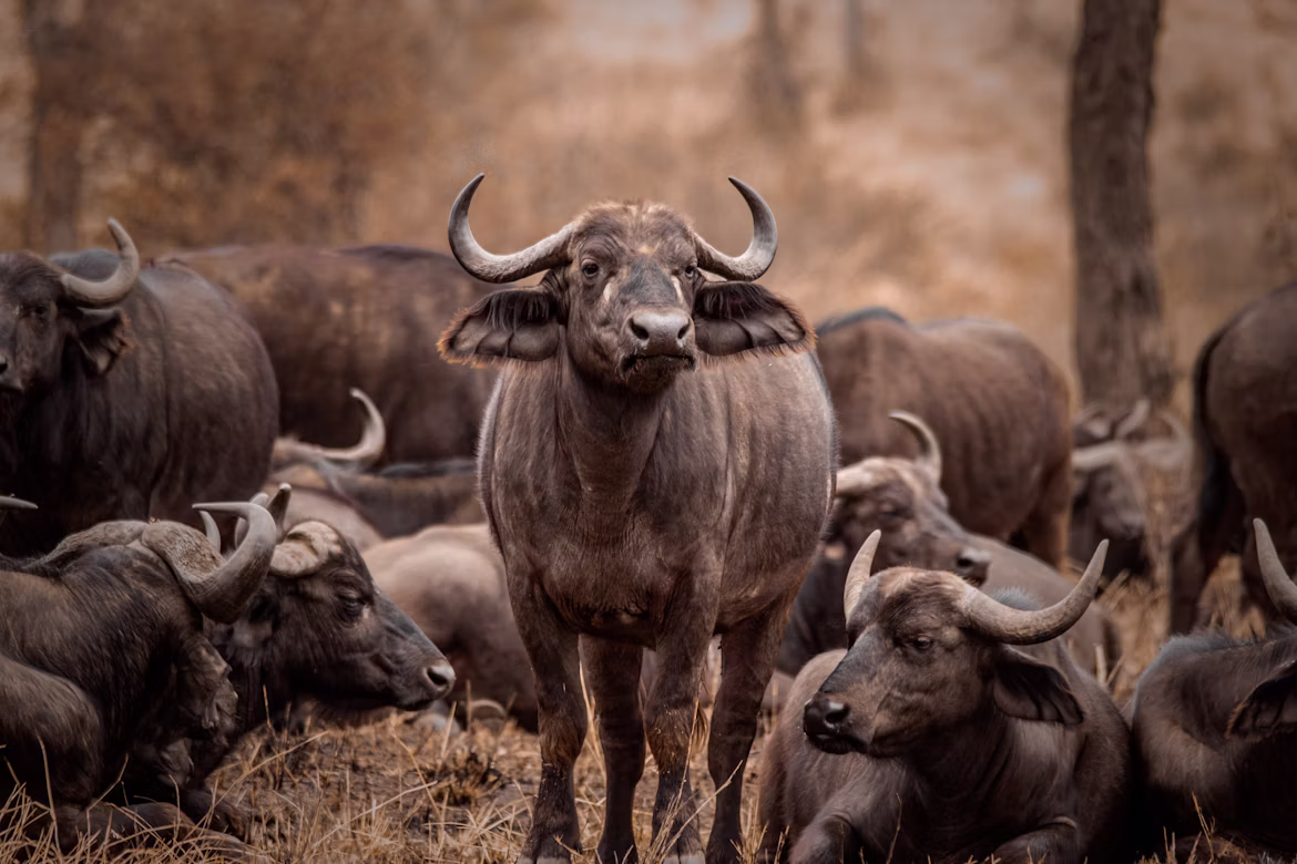 Herd of Cape buffalo facing the camera