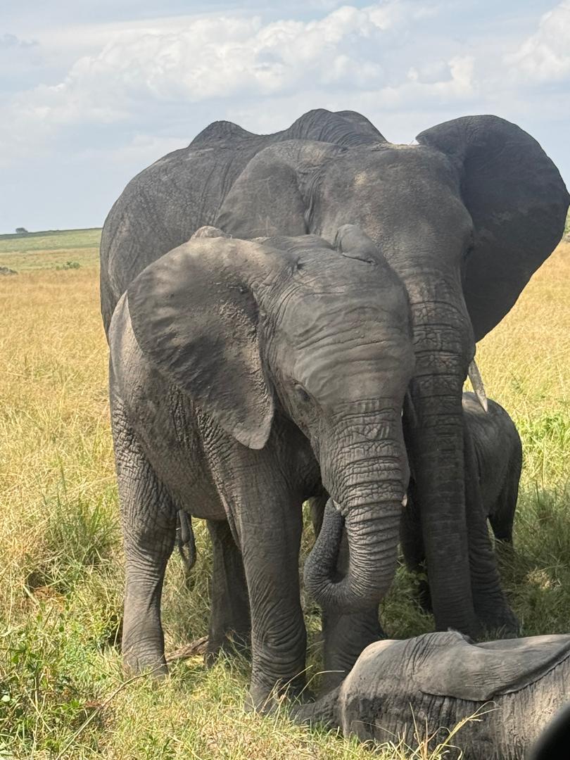 Adult elephant with a calf close beside her