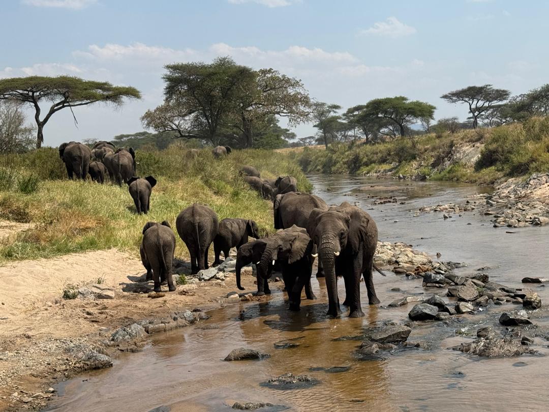 Elephant herd drinking at a shallow river
