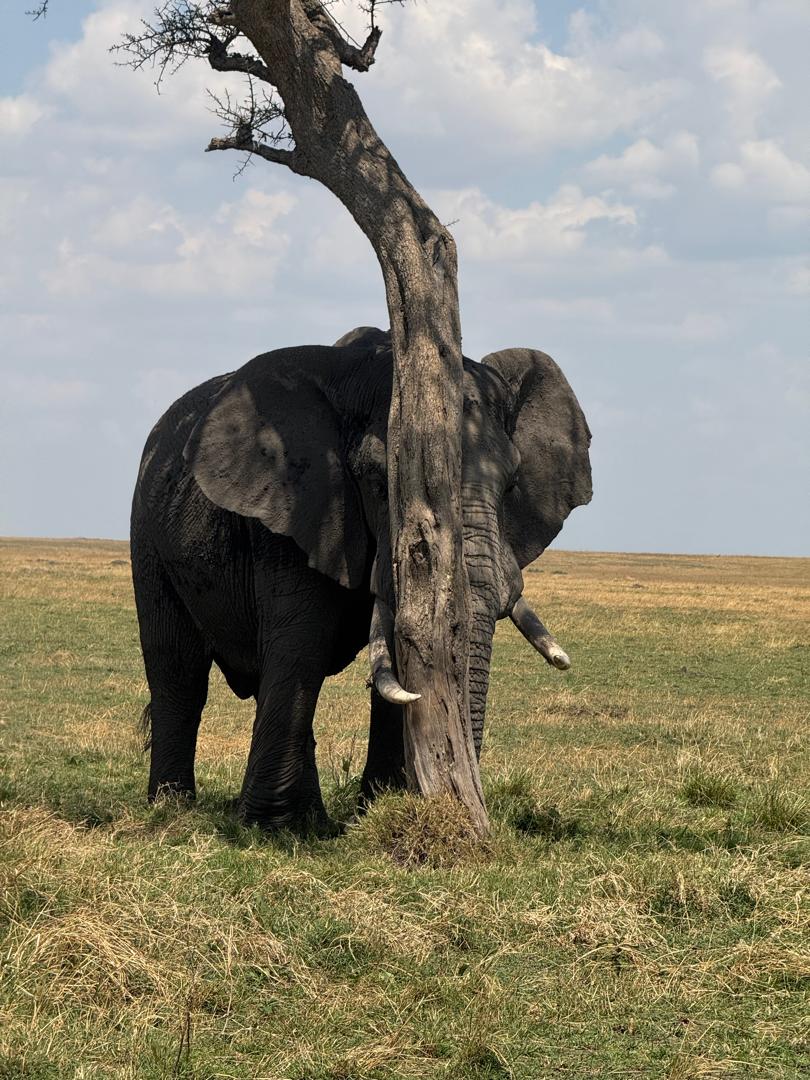 Large bull elephant beside a tree