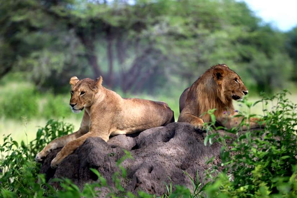 A lioness and male lion on a rocky outcrop