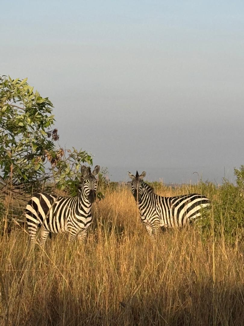Two zebras standing in golden grass