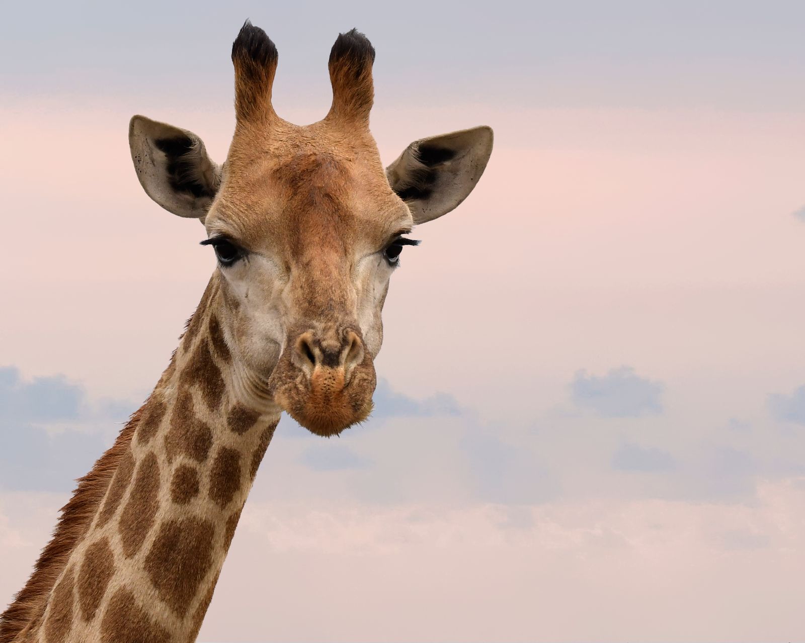 Giraffe looking towards the camera against a pale sky